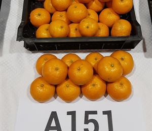 Fruta A151